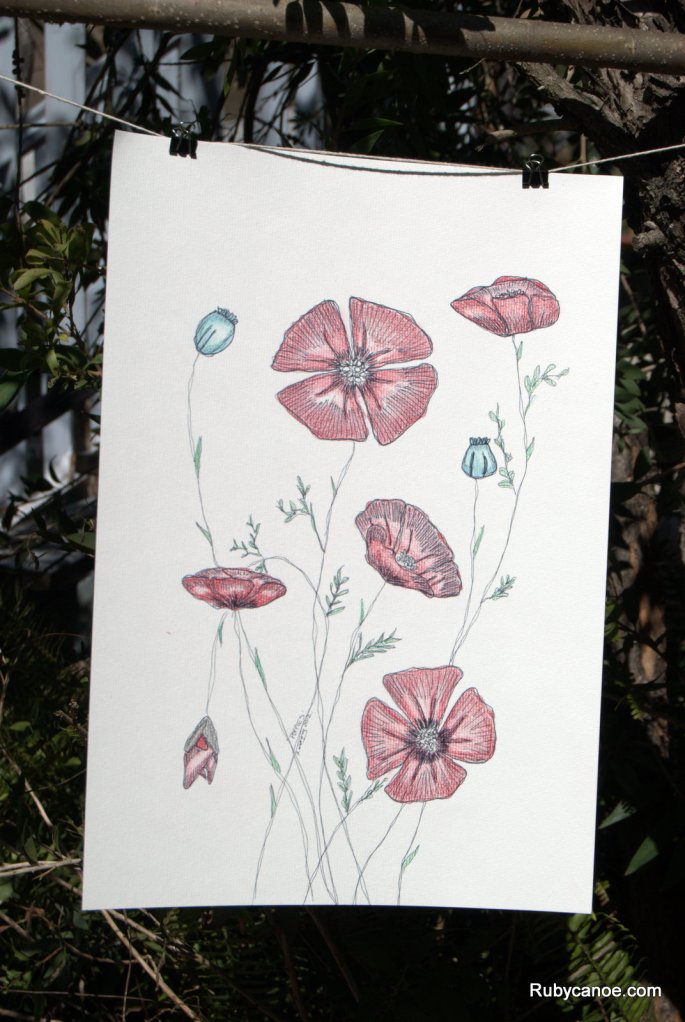 Poppies Illustration.  Coloured Pencils on Canvas Paper
