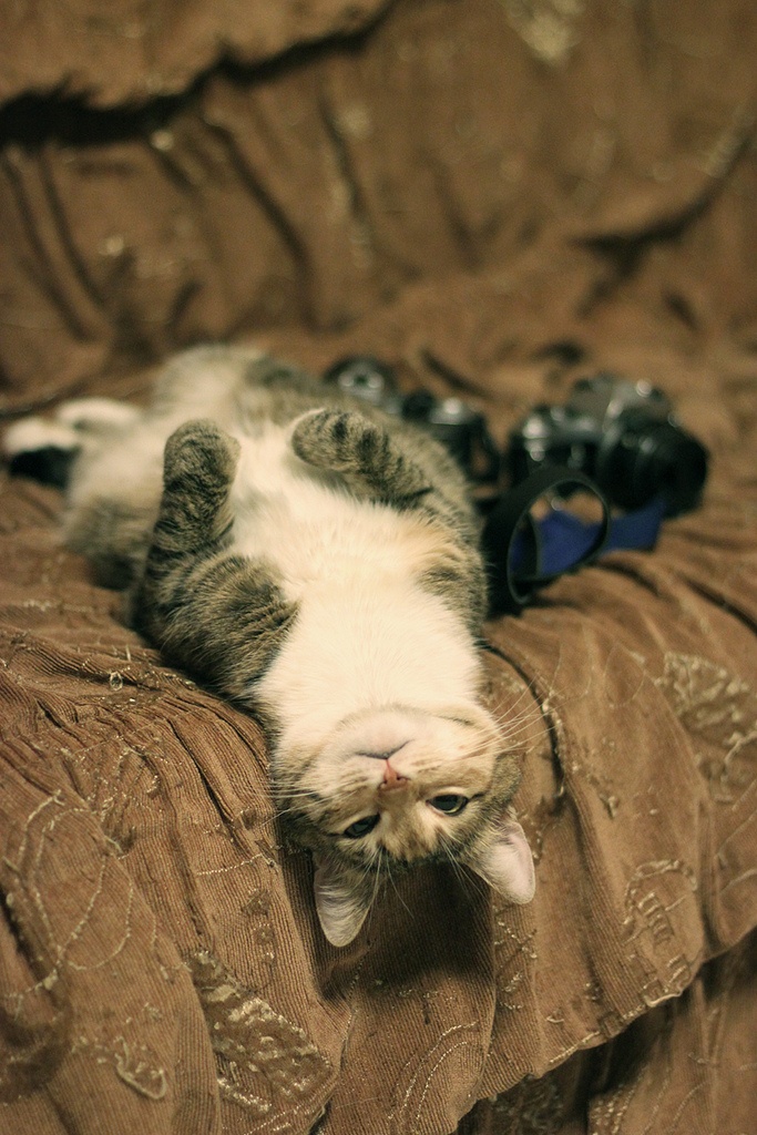 10 Upside-down Cats Of The Internet â€